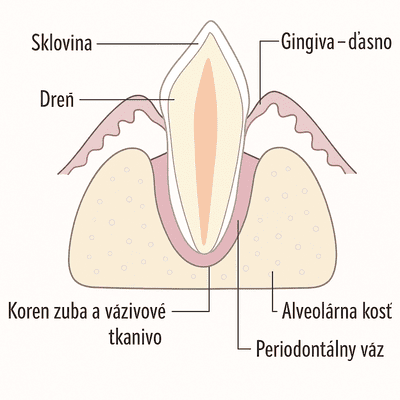 anatomia zuba panakei